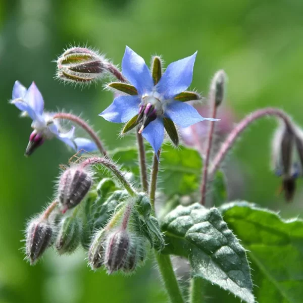 Borage-Palmers_700x