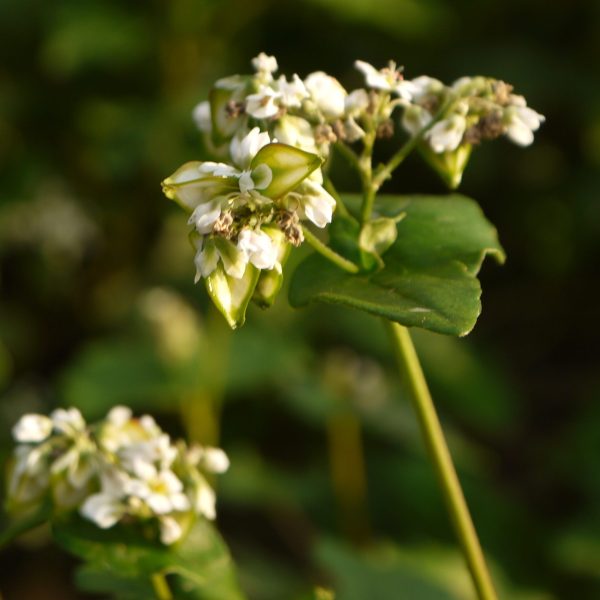 Japanese_Buckwheat_Flower