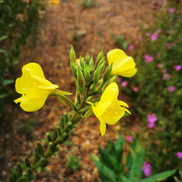 evening-primrose-flower-seed_1200x1200